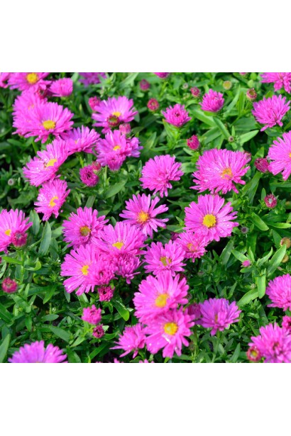 Астра кустовая Старлайт 